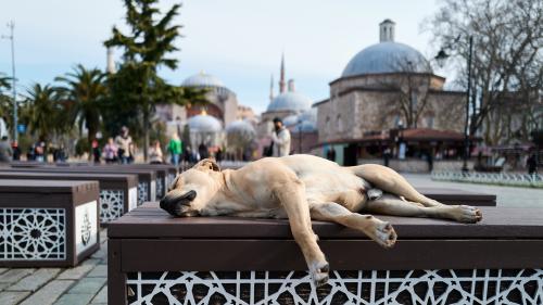 istanbul_©johannes_kaiserL1000203.jpg